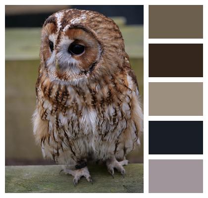 Animal Wildlife Tawny Owl Image
